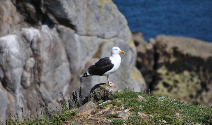 Larus marinus (Linnaeus, 1758)