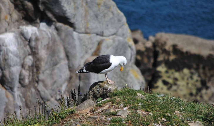 Larus marinus (Linnaeus, 1758)