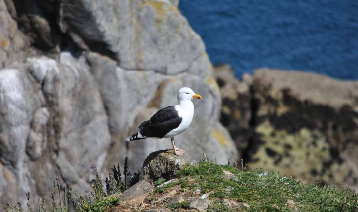 Larus marinus (Linnaeus, 1758)