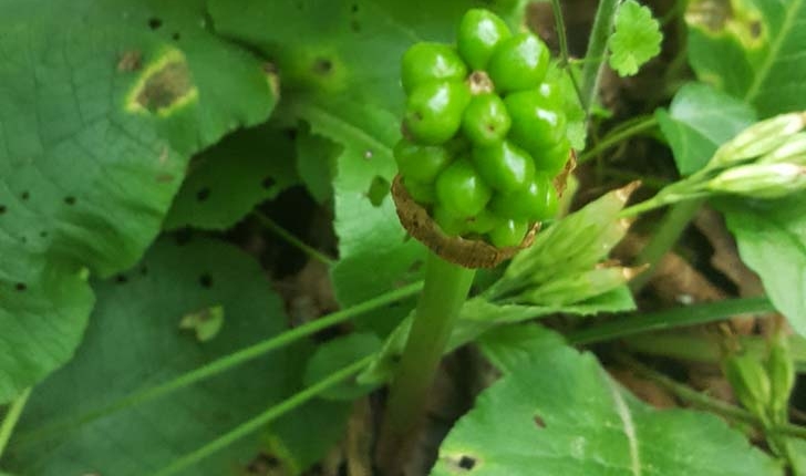 Arum maculatum