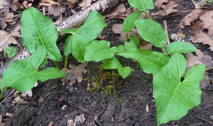 Arum maculatum
