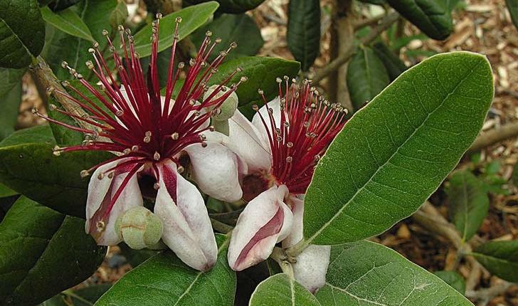 Feijoa sellowiana (O.Berg) O.Berg, 1859 