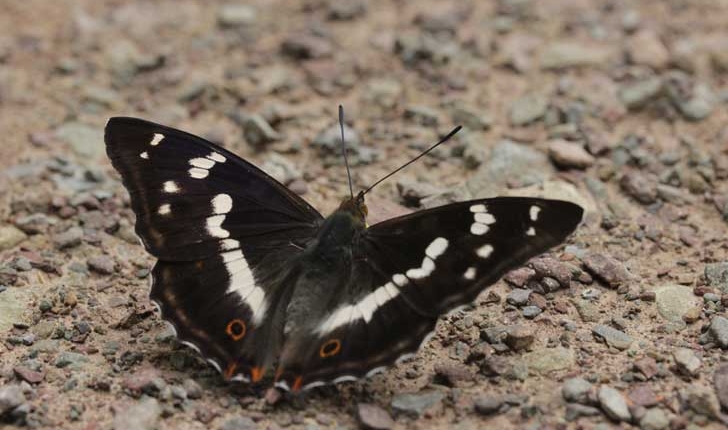 Apatura iris