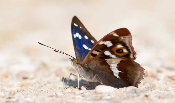 Apatura iris