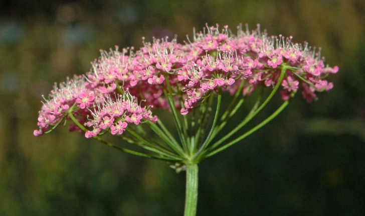 Pimpinella major (Huds., 1762)