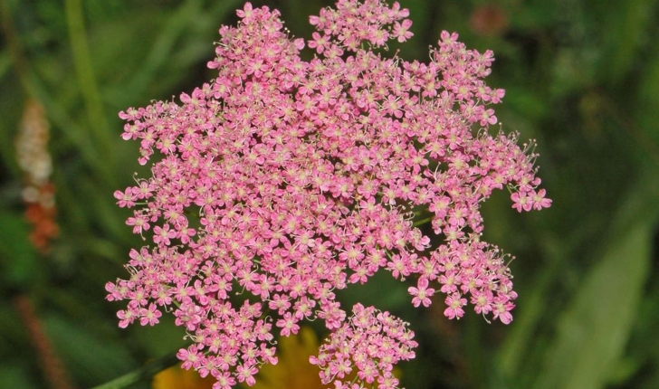 Pimpinella major (Huds., 1762)