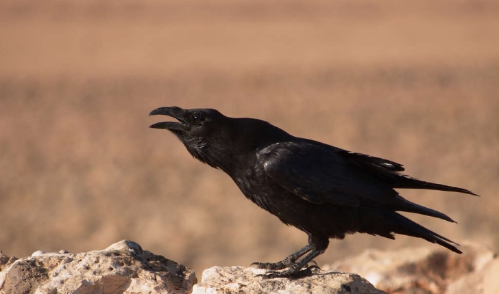 Corvus corax (Linné, 1758)