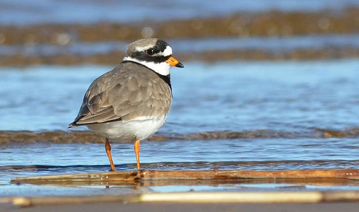 Charadrius hiaticula (Linné, 1758)