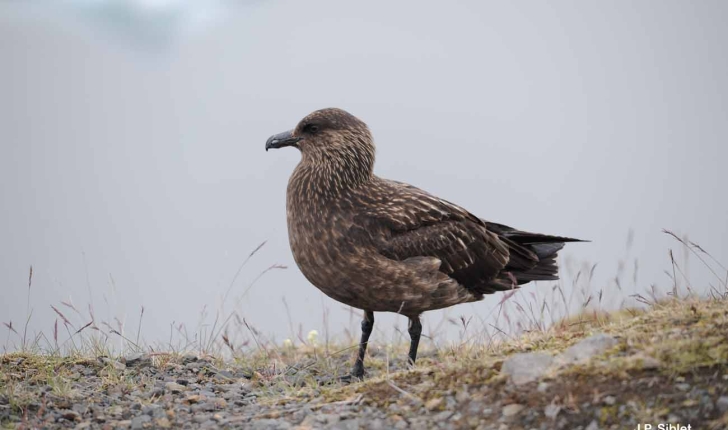 Stercorarius skua