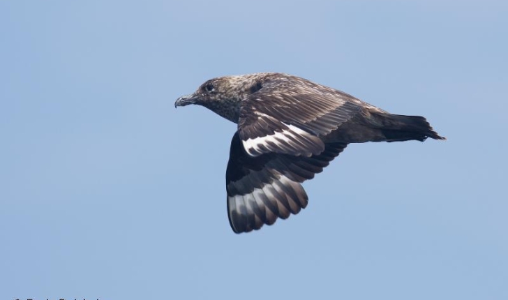 Stercorarius skua