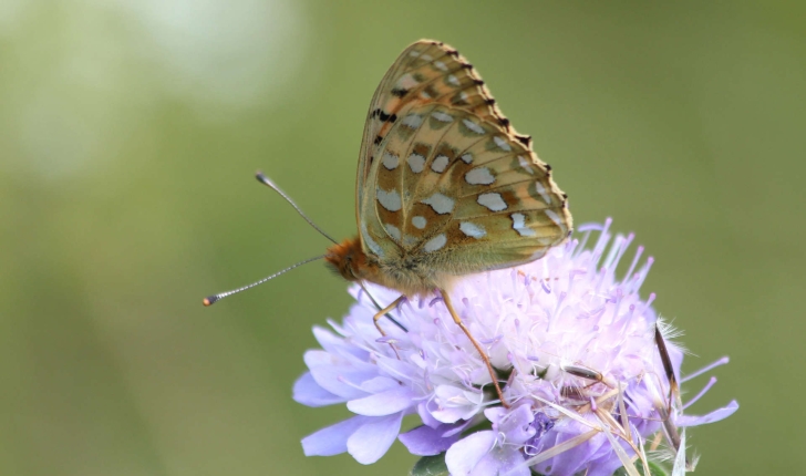 Argynnis aglaja (Linnaeus, 1758)