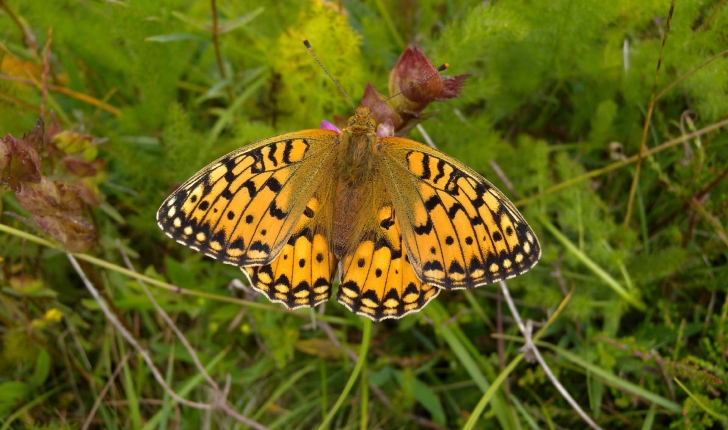 Argynnis aglaja (Linnaeus, 1758)