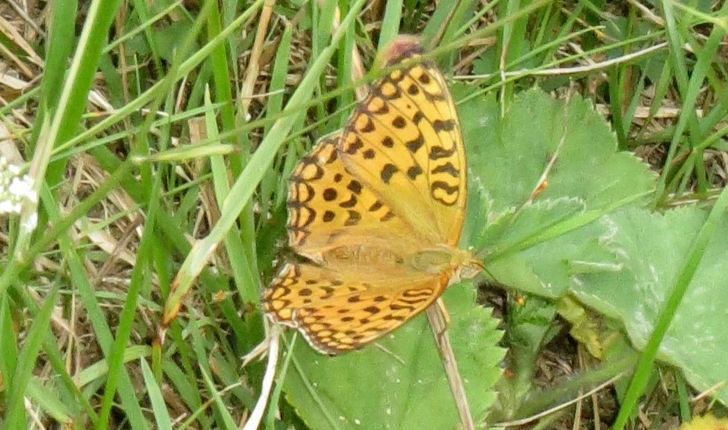 Argynnis aglaja (Linnaeus, 1758)