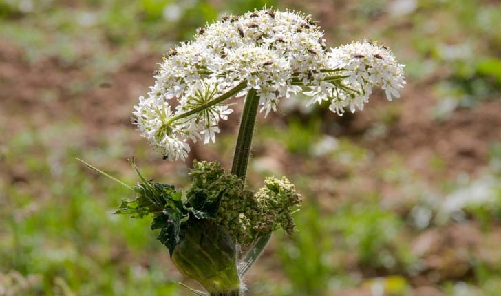 Heracleum sphondylium L.