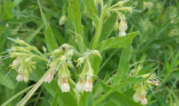 Symphytum officinale