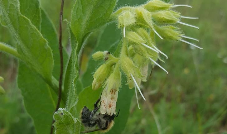 Symphytum officinale
