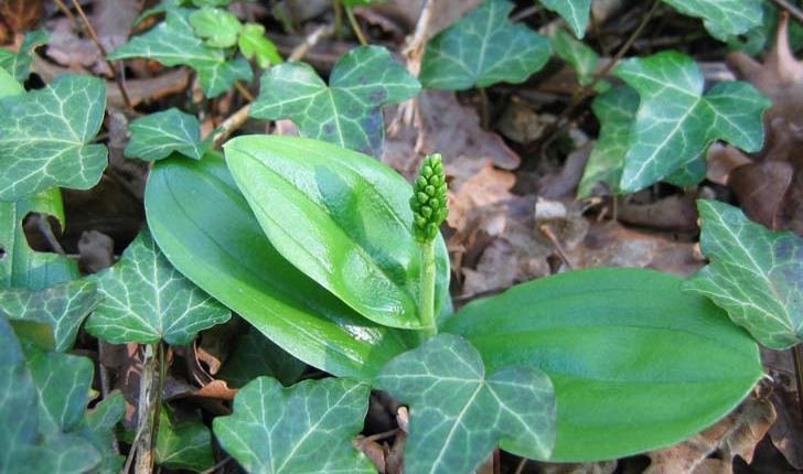 Listera ovata