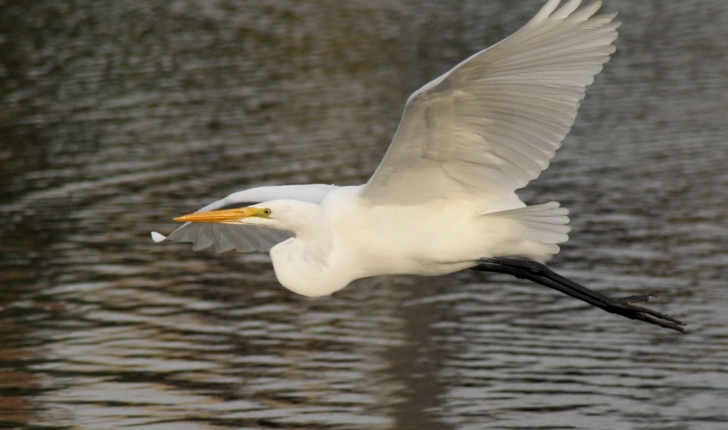 Ardea alba (Linnaeus, 1758)