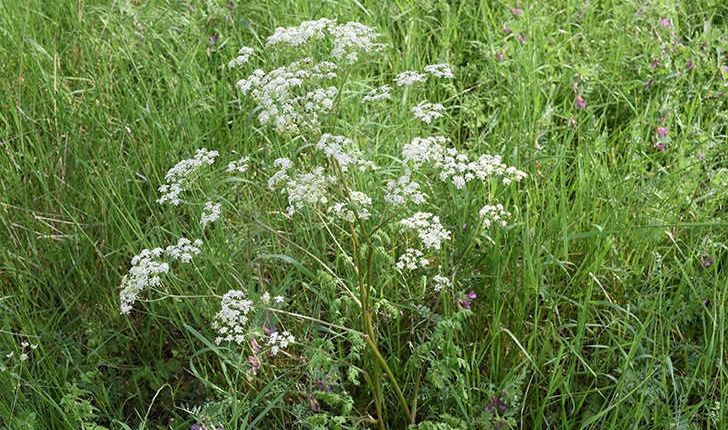 Conium maculatum L., 1753