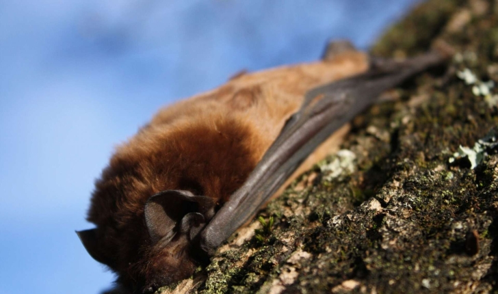 Grande noctule (Crédits: Jérône Fouert-Pouret)