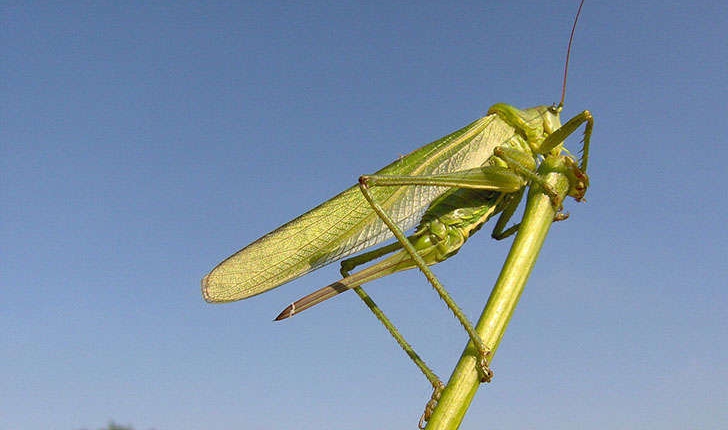 Tettigonia viridissima (Linnaeus, 1758)