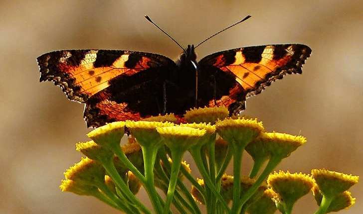 Nymphalis polychloros (Linnaeus, 1758)