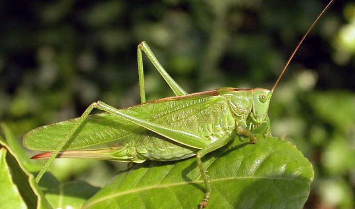 Tettigonia viridissima (Linnaeus, 1758)