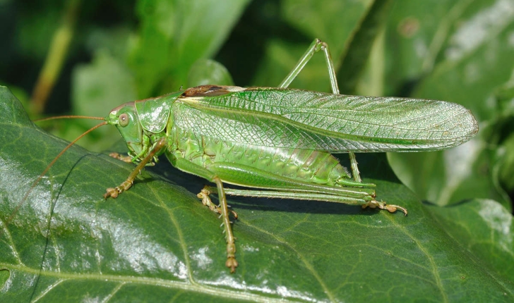 Tettigonia viridissima (Linnaeus, 1758)