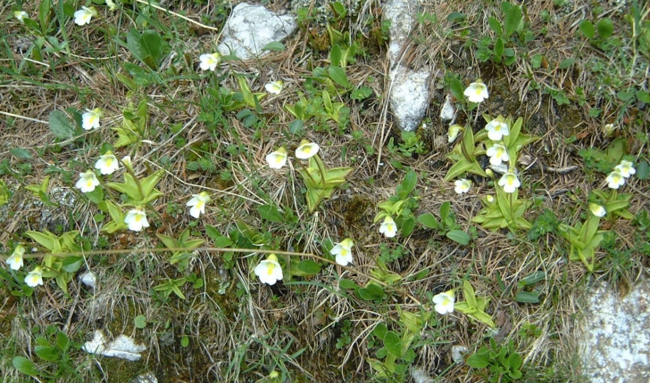 Pinguicula alpina L., 1753