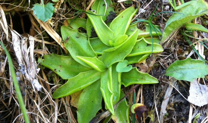 Pinguicula alpina L., 1753