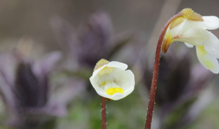 Pinguicula alpina L., 1753