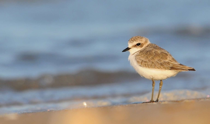 Charadrius alexandrinus (Linnaeus, 1758)