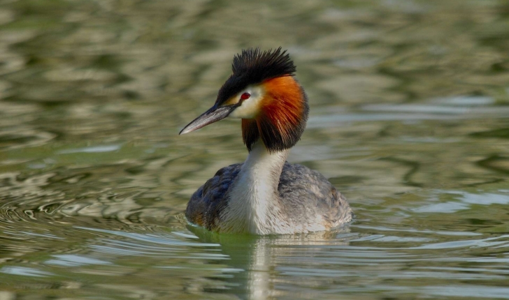 Grèbe huppé (Podiceps cristatus)