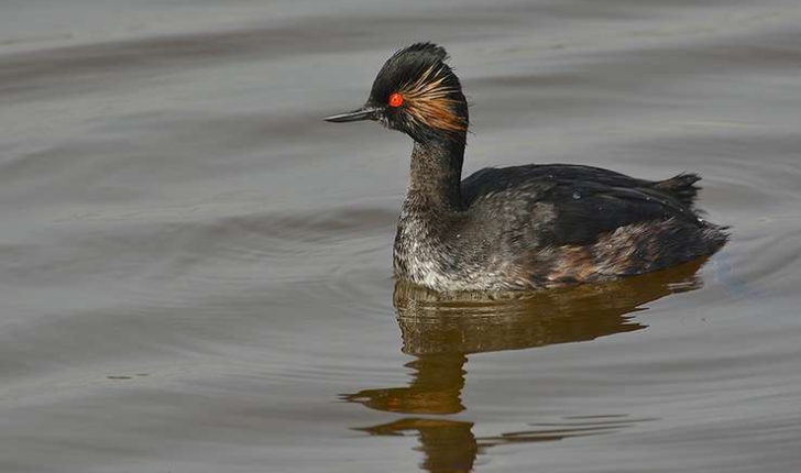 Podiceps nigricollis (Brehm, CL, 1831)