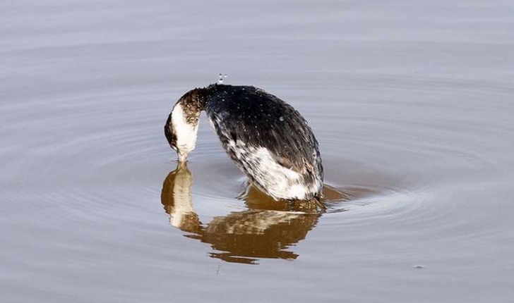 Podiceps nigricollis (Brehm, CL, 1831)