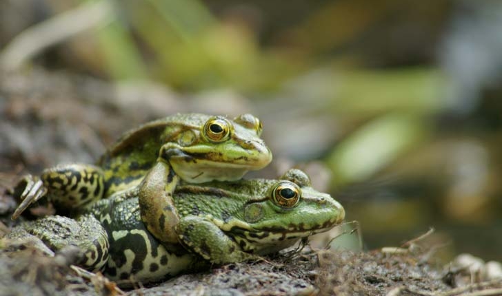  Pelophylax ridibundus