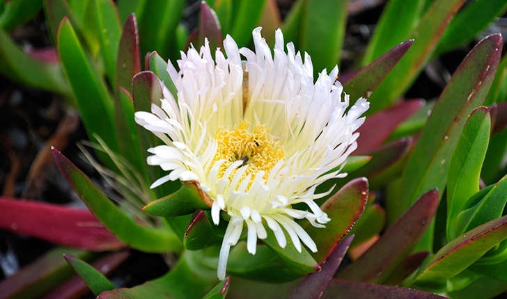 Carpobrotus edulis (L. N.E.Br, 1926) et Carpobrotus acinaciformis (L. L.Bolus, 1927)