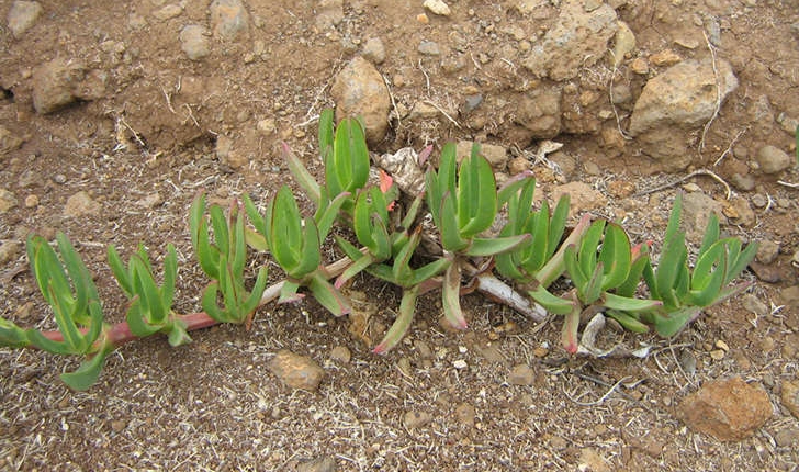 Carpobrotus edulis (L. N.E.Br, 1926) et Carpobrotus acinaciformis (L. L.Bolus, 1927)
