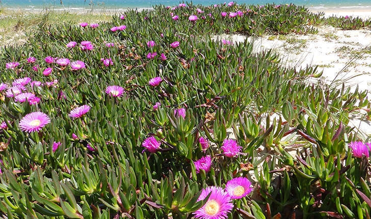 Carpobrotus edulis (L. N.E.Br, 1926) et Carpobrotus acinaciformis (L. L.Bolus, 1927)