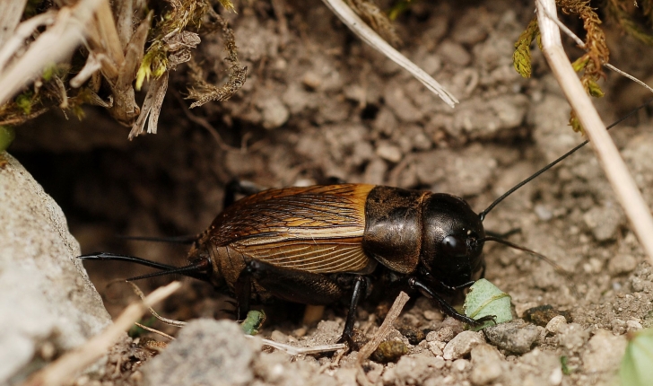 Gryllus campestris