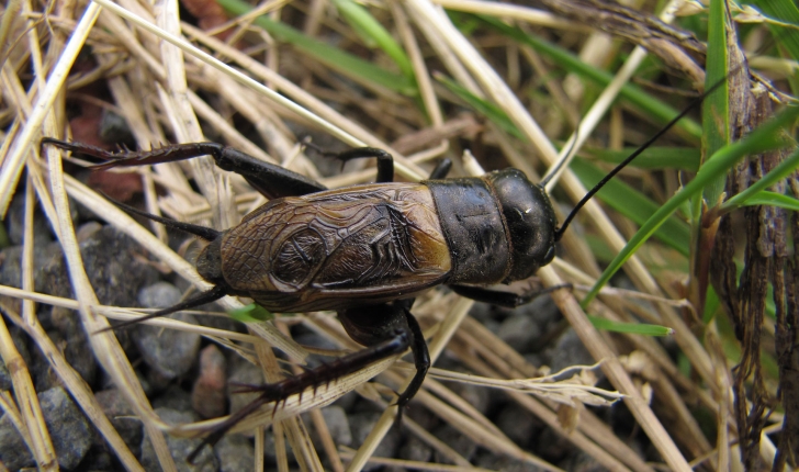 Gryllus campestris