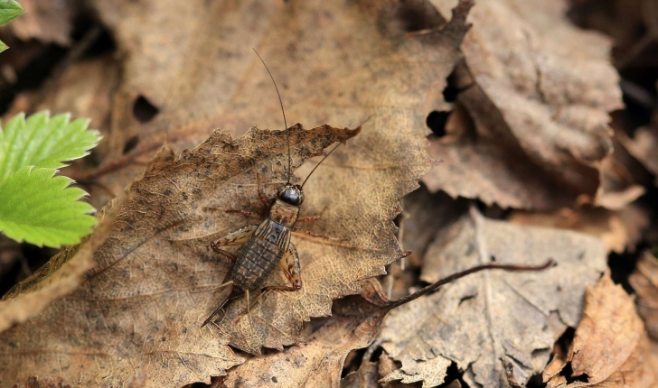 Nemobius sylvestris (Bosc d'Antic, 1792)