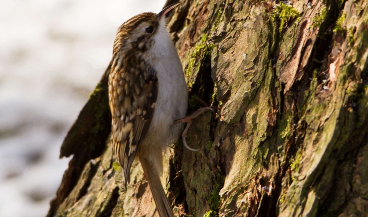 Certhia familiaris (Linnaeus, 1758)