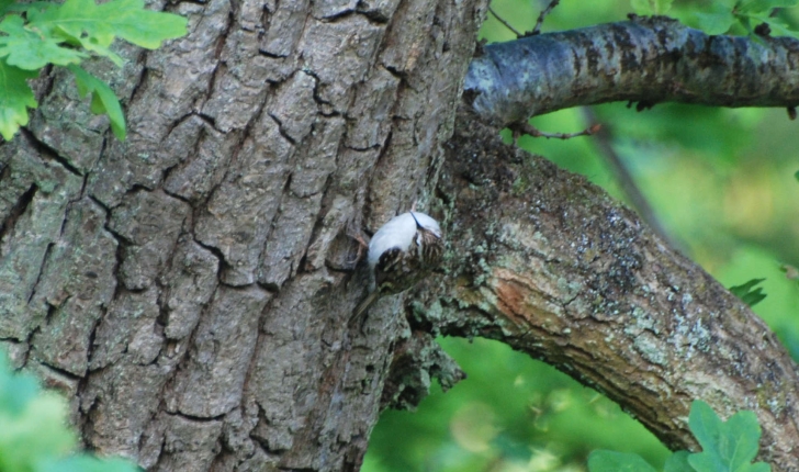 Certhia familiaris (Linnaeus, 1758)