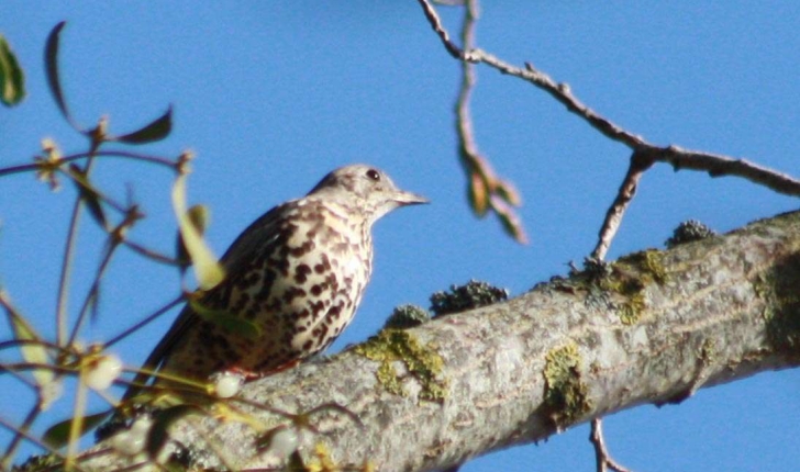 Turdus viscivorus (Linnaeus, 1758)