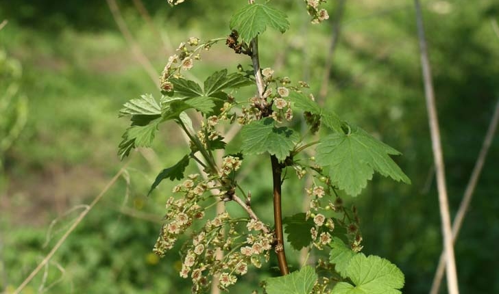 Ribes rubrum