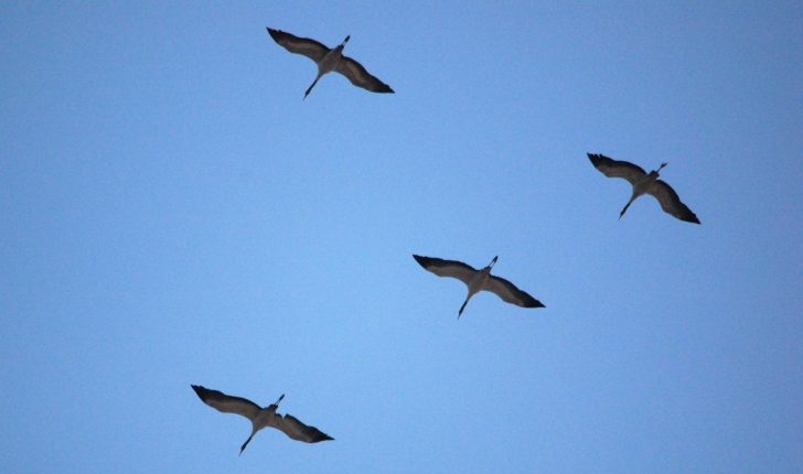Grus grus (Linnaeus 1758)