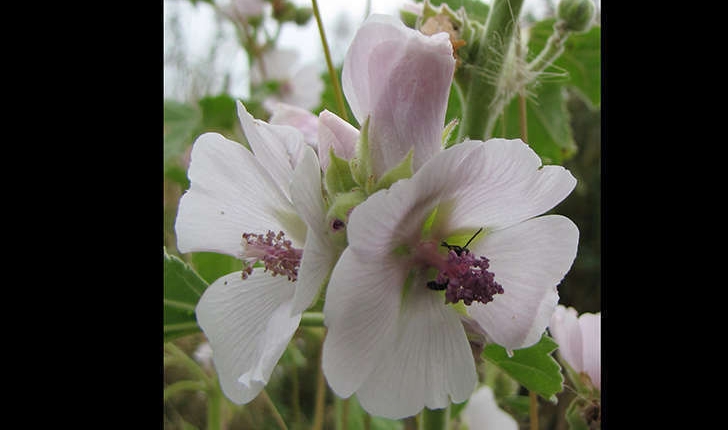 Althaea officinalis (L.1753)