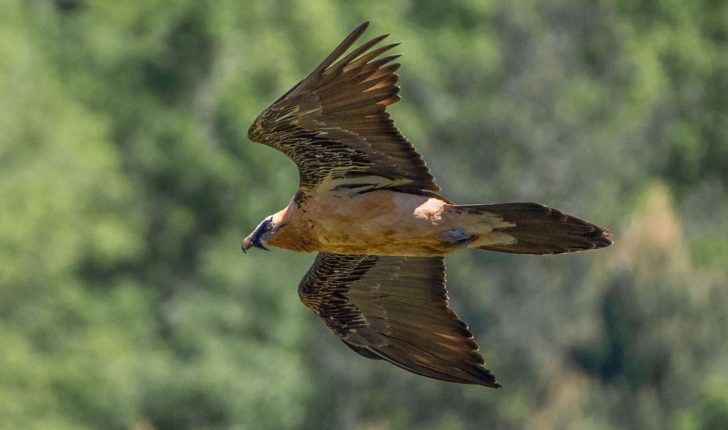 Gypaetus barbatus (Linnaeus, 1758)