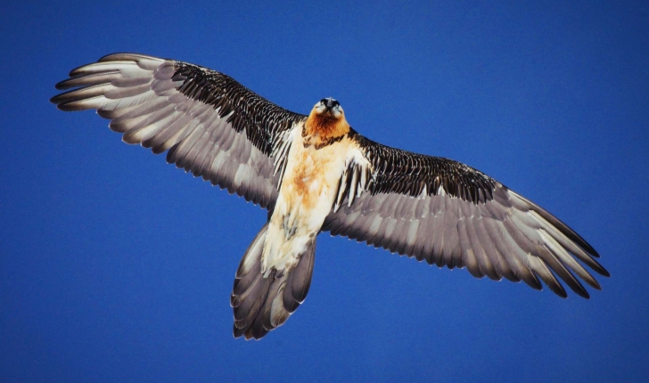 Gypaetus barbatus (Linnaeus, 1758)